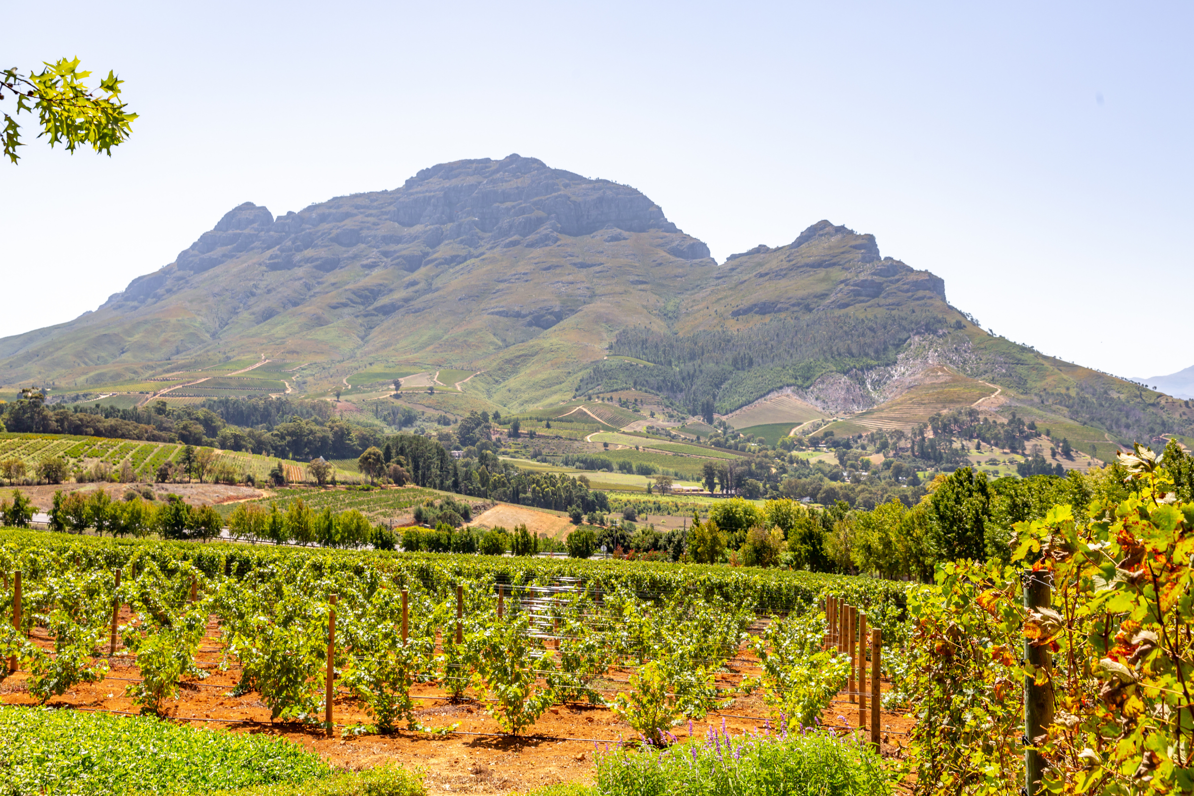stellenbosch (3).webp